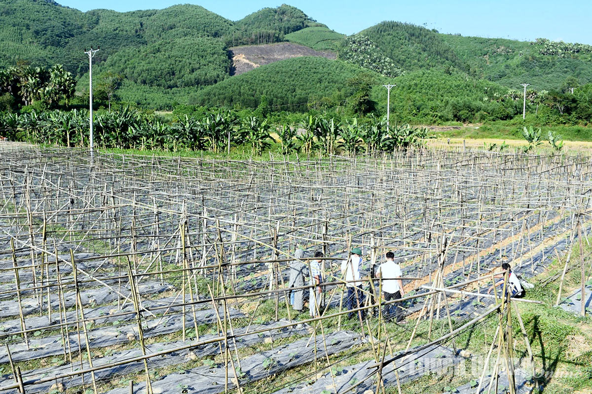 Xác định nguyên nhân ban đầu hiện tượng hàng nghìn con giun chui lên