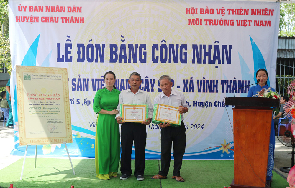 Banyan tree and Dau rai tree in Vinh Thanh commune are recognized as ...