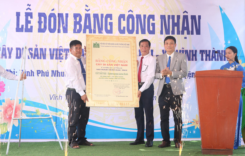 Banyan tree and Dau rai tree in Vinh Thanh commune are recognized as ...