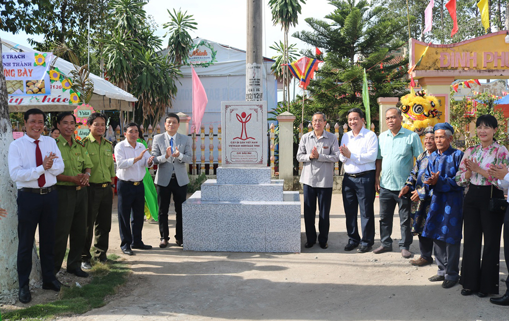 Banyan tree and Dau rai tree in Vinh Thanh commune are recognized as ...