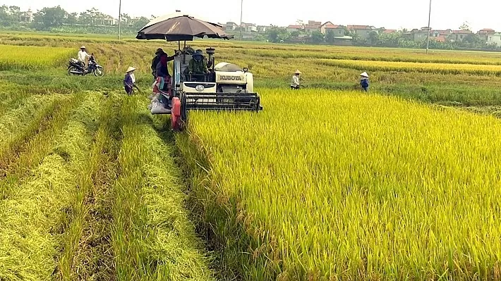 Giá lúa gạo hôm nay 19/8/2024: