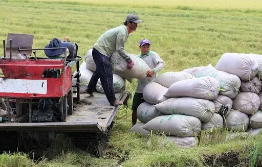 Giá lúa gạo hôm nay ngày 12/8/2024: Giá lúa neo cao, giá gạo xuất khẩu ở mức cao