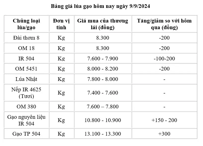 Giá lúa gạo hôm nay 9/9/2024: Giá lúa giảm 100 - 200 đồng/kg;