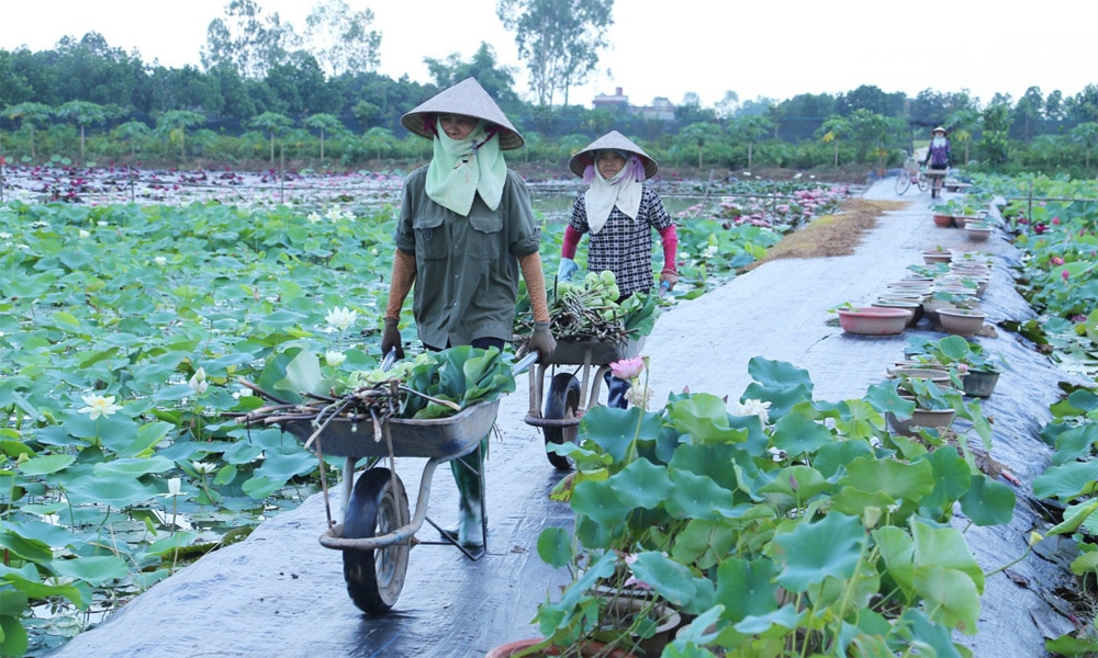 Mùa sen Thái Bình, mùa hè, nở rộ, mảng màu rực rỡ, thu hút du khách, chiêm ngưỡng, chụp ảnh,  miếu thờ Công chúa Diệu Dung, sen ngàn cánh