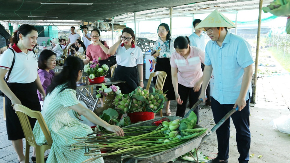 Mùa sen Thái Bình, mùa hè, nở rộ, mảng màu rực rỡ, thu hút du khách, chiêm ngưỡng, chụp ảnh,  miếu thờ Công chúa Diệu Dung, sen ngàn cánh