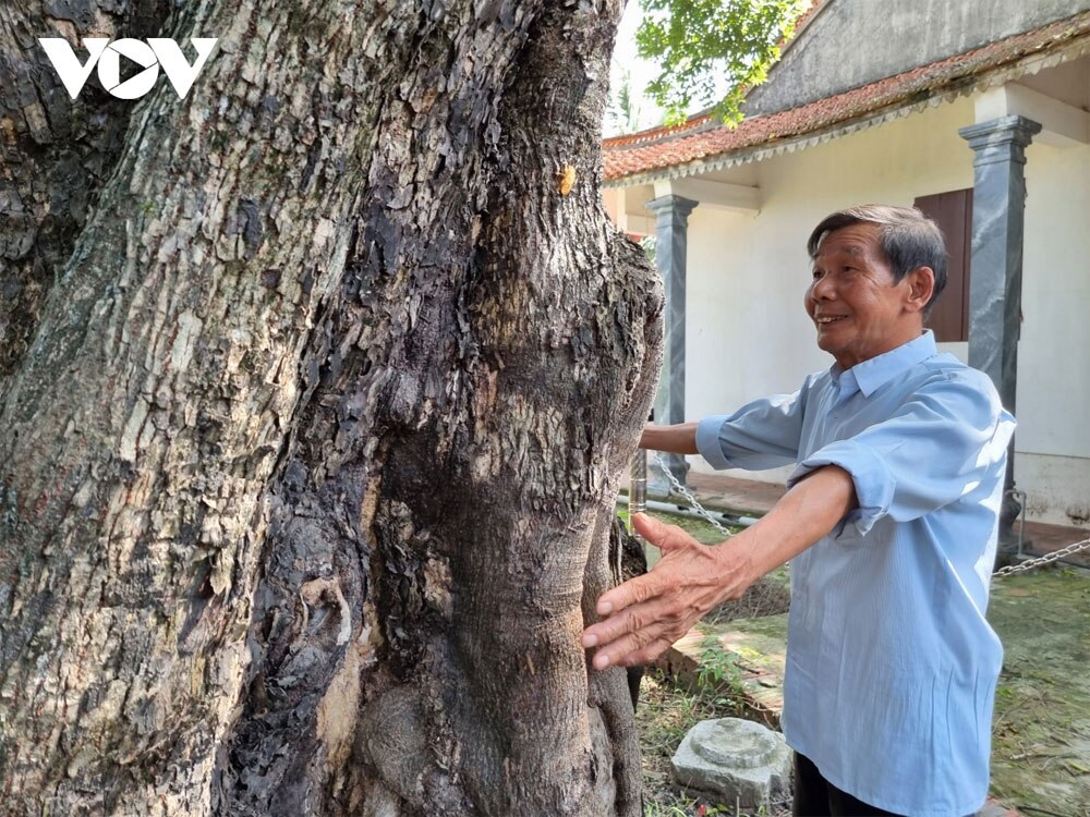 chùa Hướng, Độc lạ, cây thị hơn 300 tuổi ở Bắc Giang,  cây thị ở phường Thọ Xương,