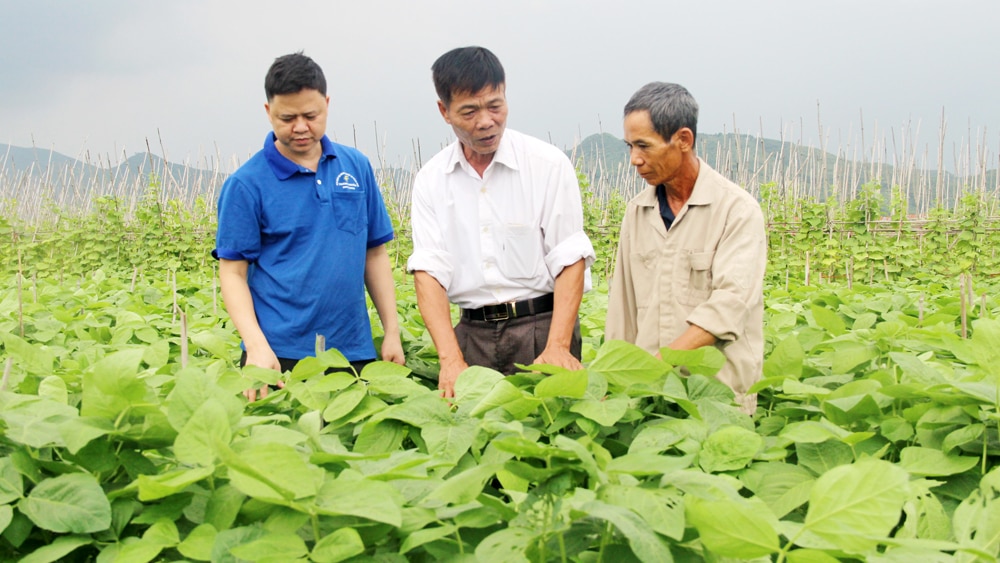 tin tức bắc giang, sản xuất rau tập trung, phát triển nông nghiệp, phát triển vùng nguyên liệu, công nghiệp chế biến,nhu cầu thị trường, công nghiệp chế biến,  giải phóng mặt bằng,