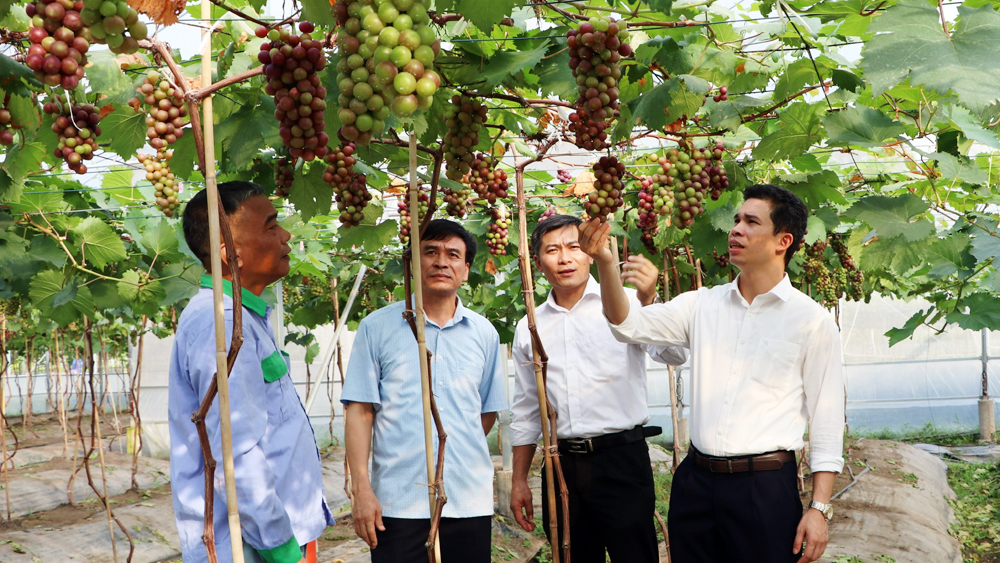 Hiệp Hòa, rau cần Hoàng Lương, hỗ trợ, sản xuất nông nghiệp, nho Hạ đen