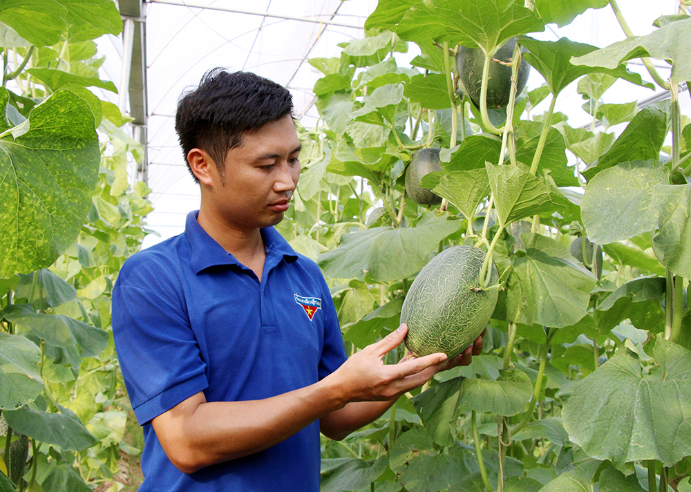 Anh Nguyễn Văn Đại, Năng động, ứng dụng công nghệ, mô hình trồng dưa lưới,hiệu quả kinh tế cao,