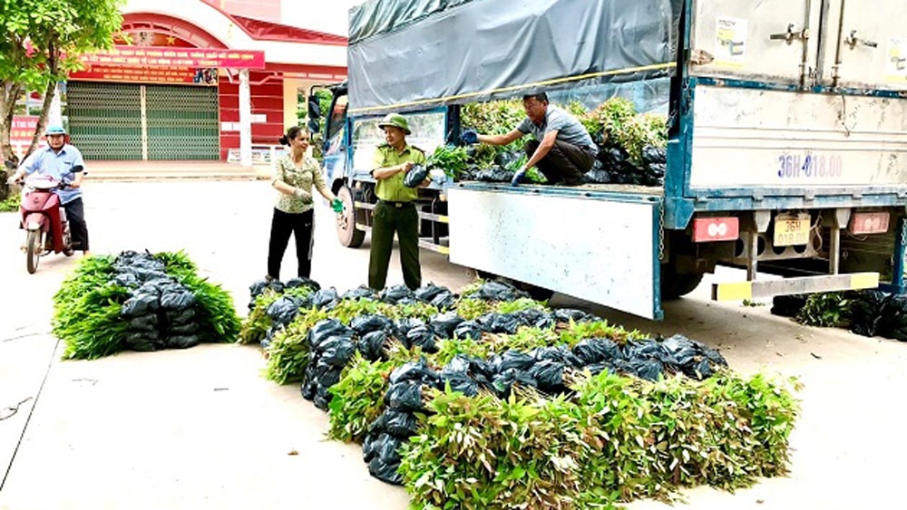 cây phân tán, cây xanh, Bắc  Giang, kiểm lâm, trồng rừng