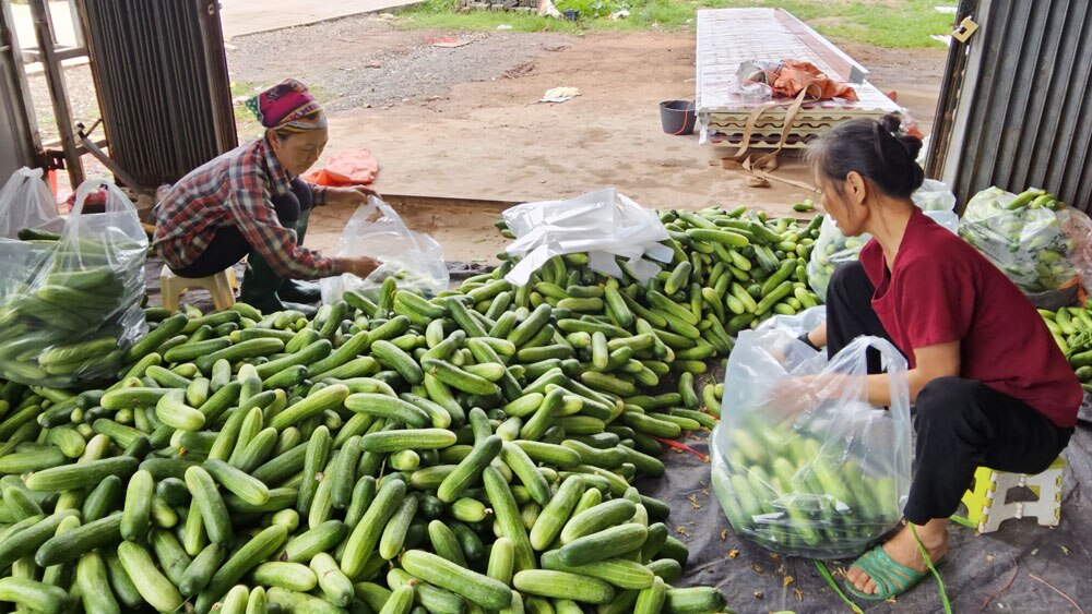 Bắc Giang, giảm nghèo, lục nam, bảo sơn