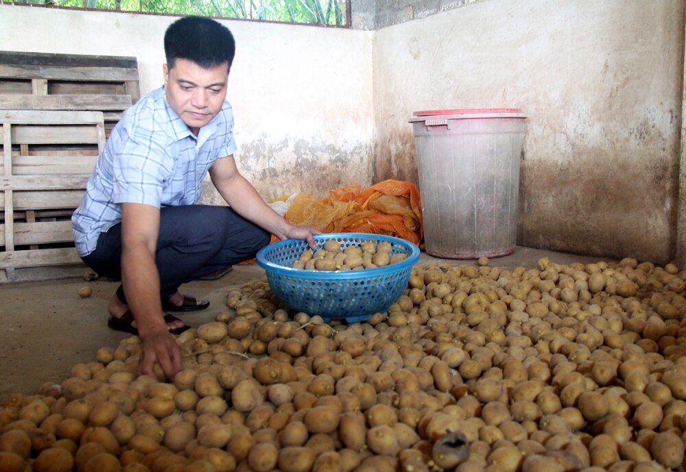 tin tức bắc giang, bắc giang, tiêu thụ nông sản, Duy trì, mối liên kết, tăng giá trị, cây vụ đông, sản xuất tập trung, liên kết bao tiêu sản phẩm, tiêu thụ hàng hóa thuận lợi, yên tâm canh tác.