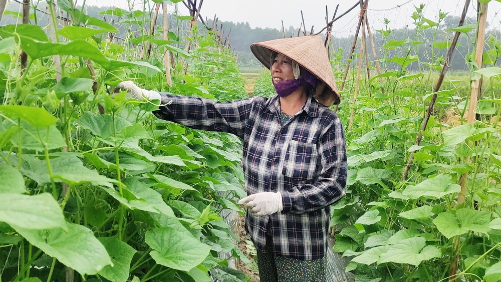 tin tức bắc giang, bắc giang, huyện Yên Thế, Chương trình mục tiêu quốc gia, Giảm nghèo bền vững, địa bàn đặc biệt khó khăn, chuyển đổi cơ cấu cây trồng, vật nuôi, mô hình mới, hiệu quả kinh tế cao, canh tác