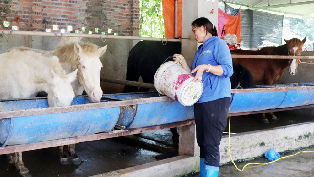 tin tức bắc giang, bắc giang, phát triển dịch vụ, kinh doanh, mô hình sản xuất hiệu quả, ngân sách nhà nước, ứng dụng khoa học kỹ thuật,  Khai thác lợi thế, giảm nghèo nhanh, phát triển nông nghiệp, chăn nuôi ngựa hàng hóa,