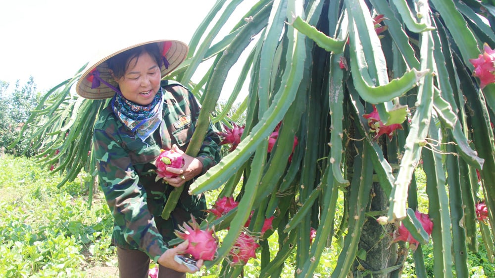 bắc giang, thoát nghèo, kinh tế, thanh long, bình sơn, mô hình, lục nam