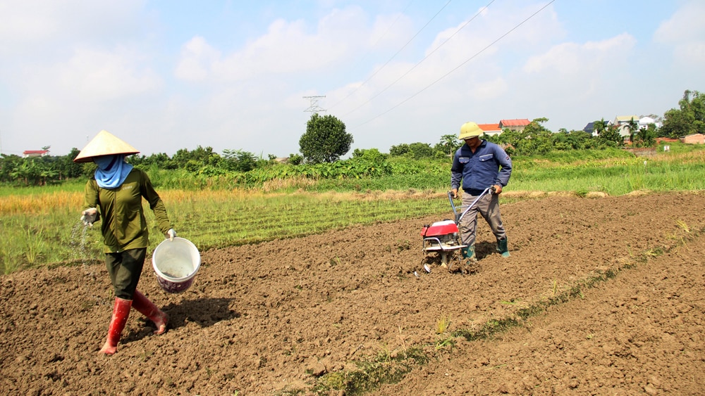 tin tức bắc giang, bắc giang, Nông dân, khẩn trương, sản xuất vụ đông, sản xuất cây giống, cây trồng chủ lực, nông dân hối hả làm đất, thu hoạch củ giống,