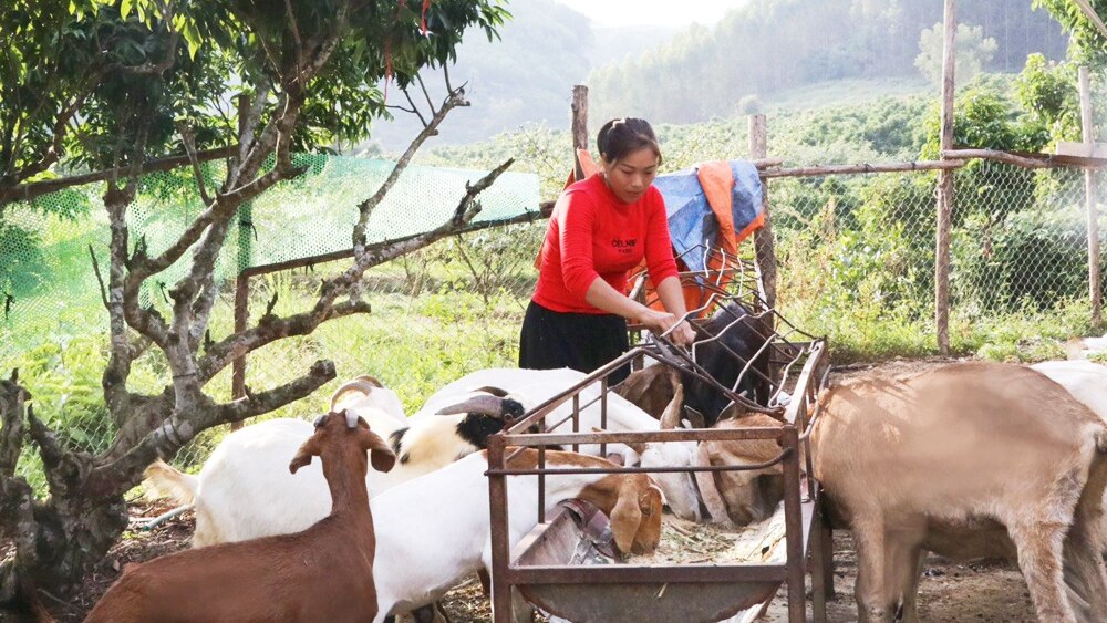 chị Vi Thị Mạnh, dân tộc Nùng, thôn Hợp Thành, xã Phú Nhuận, Lục Ngạn, Bắc Giang, nuôi dê, thoát nghèo