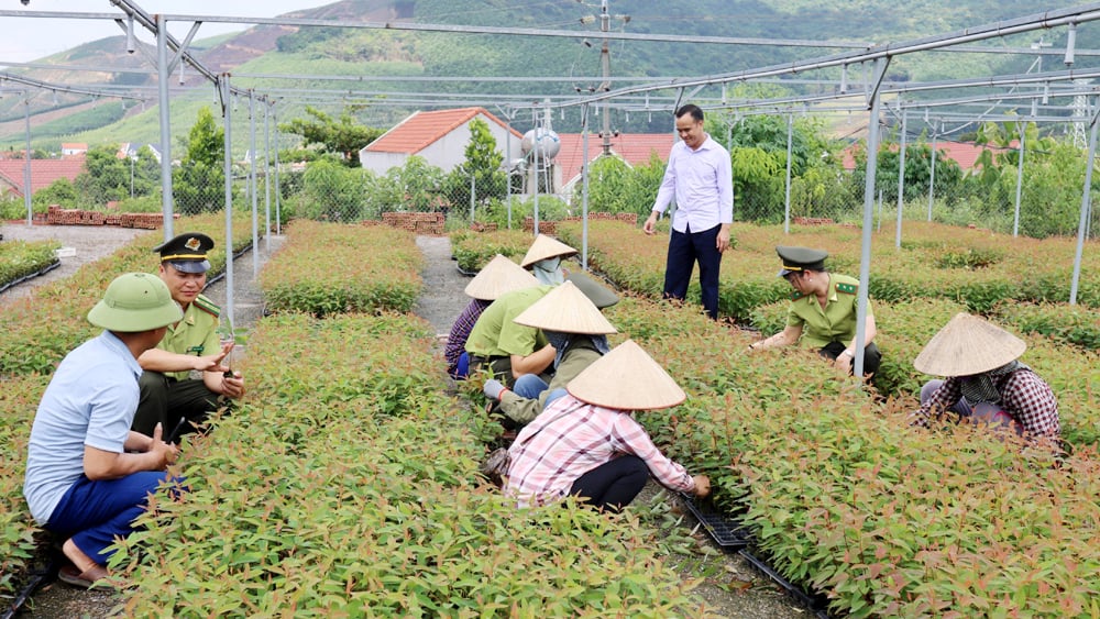 tin tức bắc giang, tỉnh bắc giang, rừng sản xuất, Xây dựng, Yên Thế, rừng phòng hộ đầu nguồn,  quy trình gieo ươm, trồng rừng, trung tâm sản xuất, giống cây lâm nghiệp