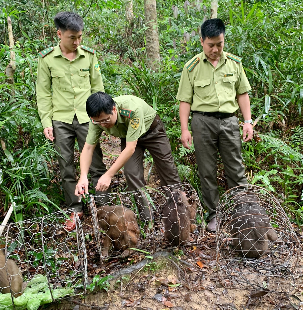 tin tức bắc giang, bắc giang, Xử lý nghiêm, hành vi, xâm hại động vật hoang dã, vi phạm pháp luật, săn bắt, buôn bán, tàng trữ, mua bán, tiêu thụ bất hợp pháp