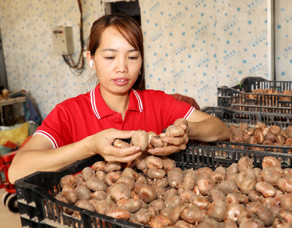 tin tức bắc giang, bắc giang,  lục nam, trồng hoa trái vụ, vùng trồng hoa, hoa lay ơn, nghề trồng hoa, Lấp lánh sắc hoa, xây dựng nông thôn mới, tư vấn kỹ thuật