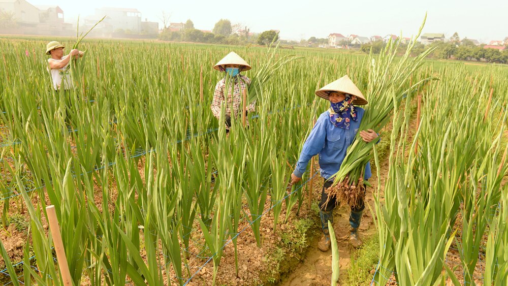 tin tức bắc giang, bắc giang,  lục nam, trồng hoa trái vụ, vùng trồng hoa, hoa lay ơn, nghề trồng hoa, Lấp lánh sắc hoa, xây dựng nông thôn mới, tư vấn kỹ thuật