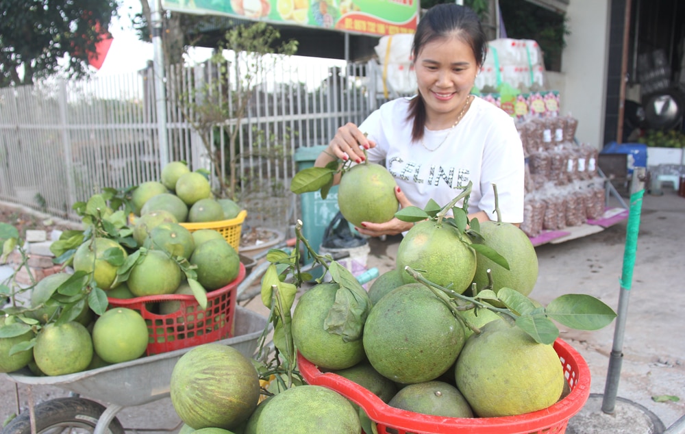 Cam,  bưởi, cây có múi, Lục  Ngạn, Bắc Giang, giá cao, đầu mùa, nhà vườn,