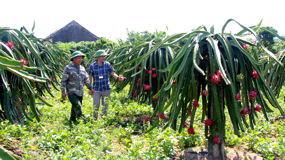 bắc giang, nông nghiệp, vụ đông, cơ cấu, chuyển dịch, năng suất, tăng trưởng