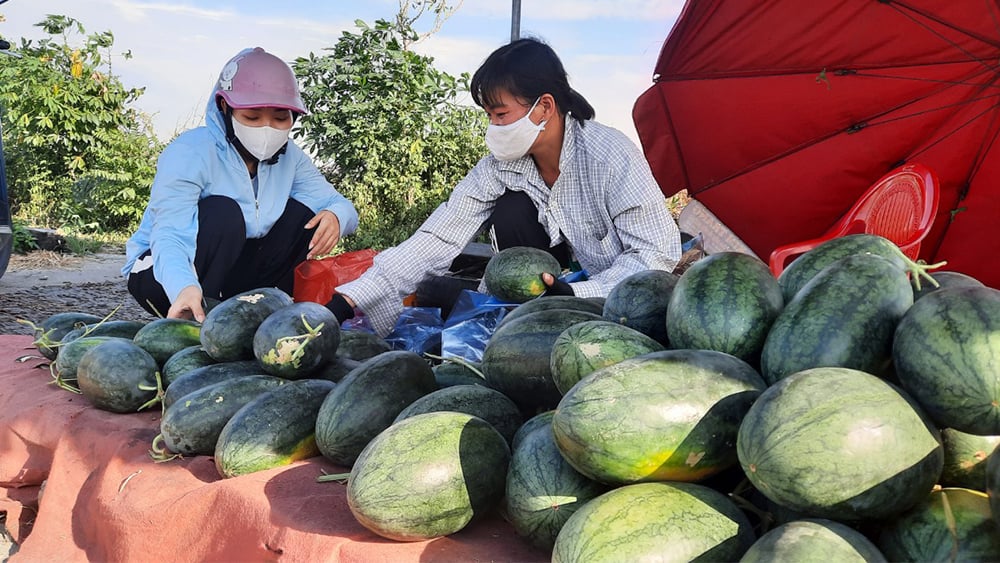 vụ đông, vụ đông sớm, được mùa được giá, bắc giang, tin tức về bắc giang