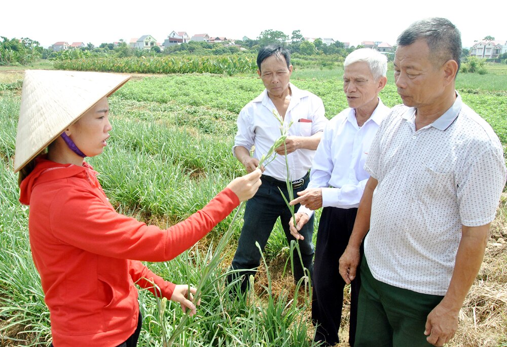 tin tức bắc giang, bắc giang,  lục nam, trồng hoa trái vụ, vùng trồng hoa, hoa lay ơn, nghề trồng hoa, Lấp lánh sắc hoa, xây dựng nông thôn mới, tư vấn kỹ thuật