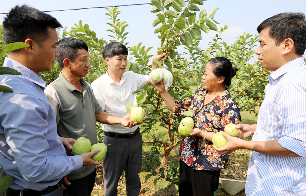 tin tức bắc giang, tỉnh bắc giang, Lạng Giang, Năng động Nghĩa Hòa, đào tạo nghề, giải quyết việc làm, cơ sở sản xuất, kinh doanh, chuồng trại chăn nuôi, vườn cây ăn quả,  Quy mô chăn nuôi