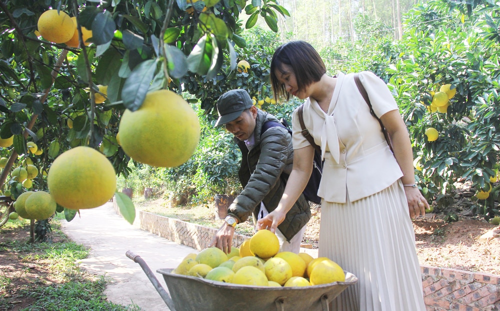 Du lịch, cam, bưởi, Lục Ngạn, Bắc Giang, du khách