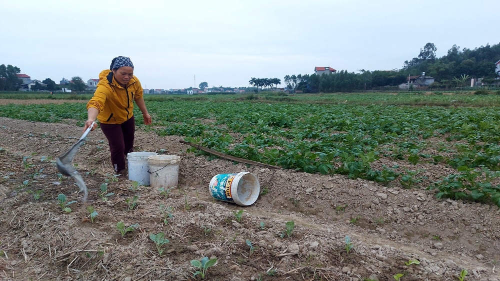 vật nuôi, cây trồng, giá rét, Bắc Giang, rét đậm, chống rét