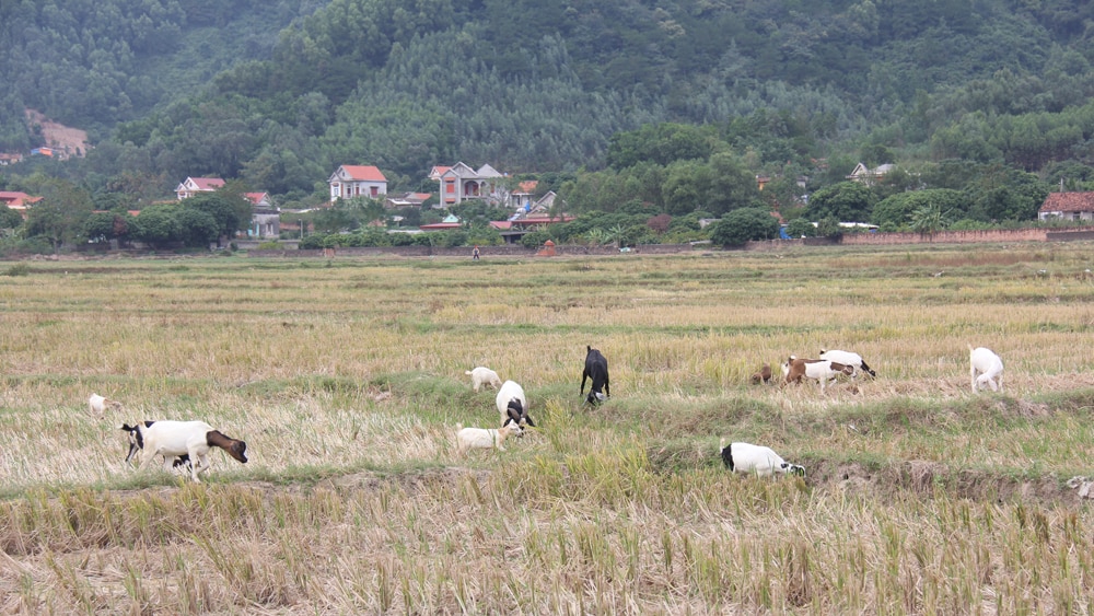 vật nuôi, cây trồng, giá rét, Bắc Giang, rét đậm, chống rét