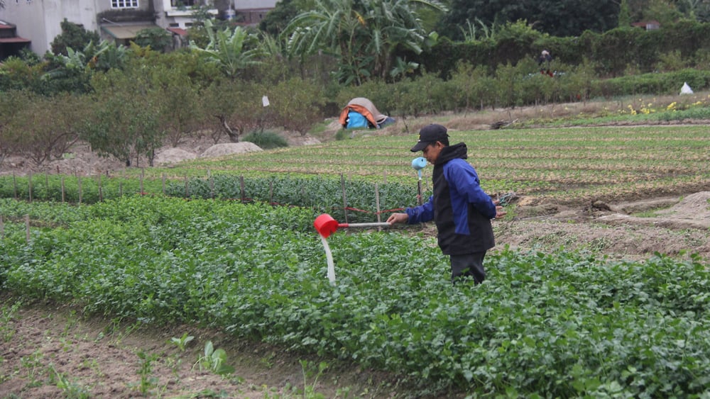 rét đậm, bắc giang, mưu sinh, lao động