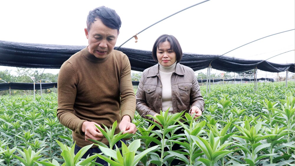 tin tức bắc giang, bắc giang, Tết Nguyên đán, TP Bắc Giang, Ứng phó, thời tiết, hoa lay ơn, hoa lily, chủ động chăm hoa Tết, hộ trồng hoa,  Dĩnh Trì