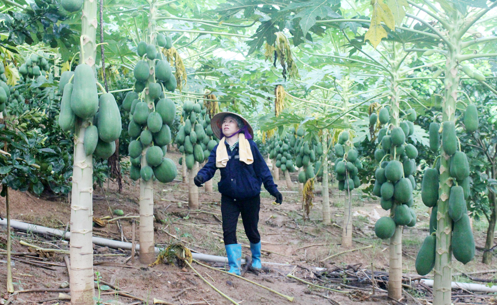 tin tức bắc giang, bắc giang, tỷ lệ hộ nghèo giảm, đời sống người dân, Giảm nghèo, thay đổi tập quán  sản xuất,  phát triển kinh tế, đời sống người dân