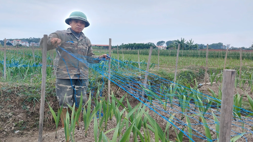 vật nuôi, cây trồng, giá rét, Bắc Giang, rét đậm, chống rét