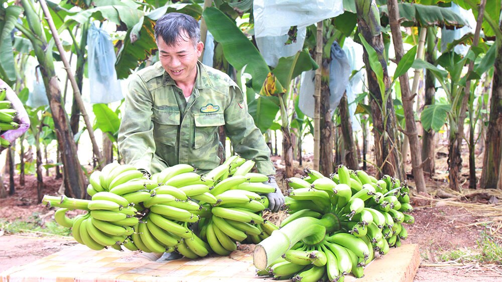 bắc giang, xã tân thanh, trồng chuối, phục vụ thị trường tết, nông nghiệp, liên kết sản xuất