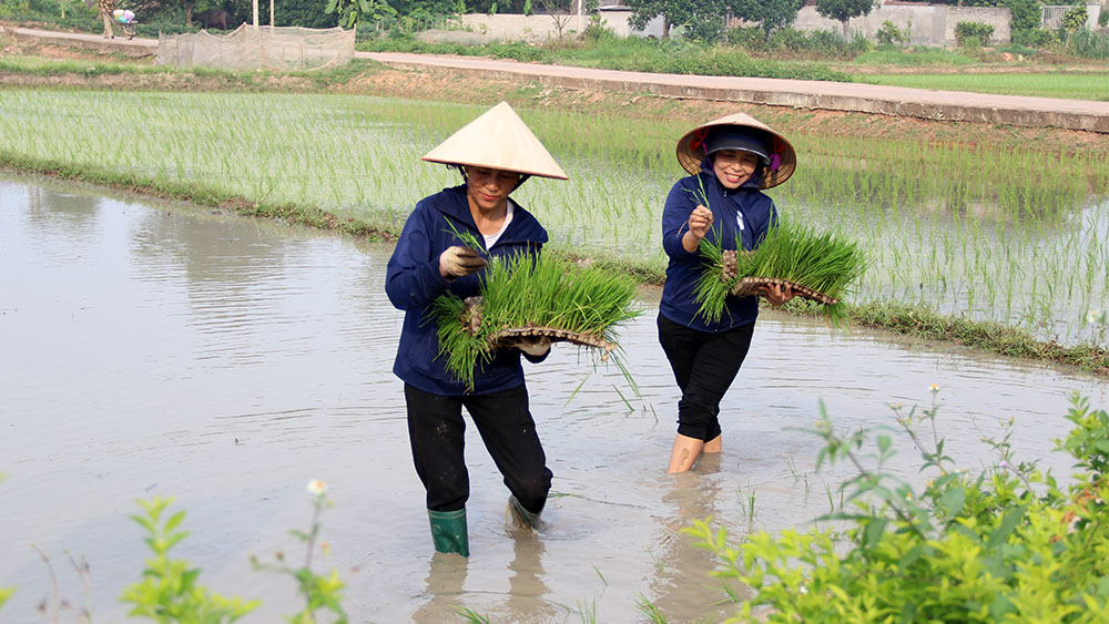 bắc giang, sở nông nghiệp và phát triển nông thôn, vụ chiêm xuân, nông nghiệp