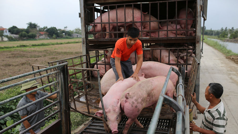 Giá bò, lợn hơi , chăn nuôi lợn