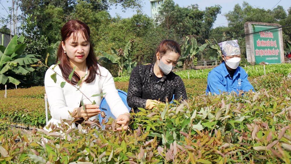 tin tức bắc giang, bắc giang, Hợp tác xã, xây dựng nông thôn mới, Hội Nông dân, hướng đi thoát nghèo, công ty lâm nghiệp, hộ sản xuất, kinh doanh giỏi