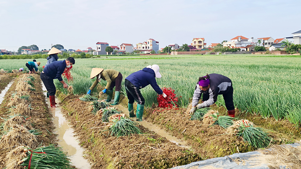 tin tức bắc giang, bắc giang, Lục Nam, xây dựng nông thôn mới, vùng sản xuất nông nghiệp, Sản xuất nông nghiệp tập trung, tăng hiệu quả kinh tế, sản xuất đại trà,  cây trồng vụ đông