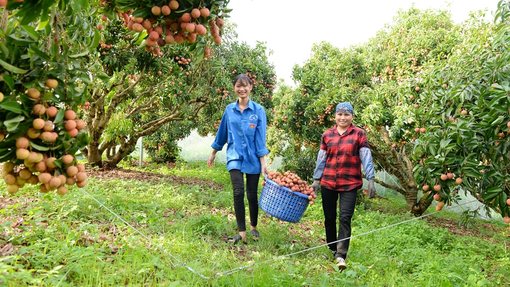 tin tức bắc giang, bắc giang, hội nhập kinh tế quốc tế, nông nghiệp hàng hóa, nông nghiệp hàng hóa lâm sản, hội nhập quốc tế, Hiệp định thương mại tự do, sản xuất, xuất, nhập khẩu,  chế biến hàng hóa