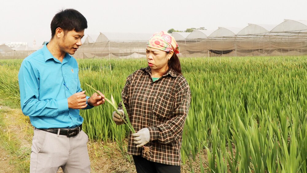 tin tức bắc giang, bắc giang, Tết Nguyên đán, TP Bắc Giang, Ứng phó, thời tiết, hoa lay ơn, hoa lily, chủ động chăm hoa Tết, hộ trồng hoa,  Dĩnh Trì