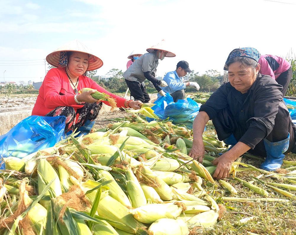 bắc giang, nông sản, thu hoạch, nông dân, nông thôn