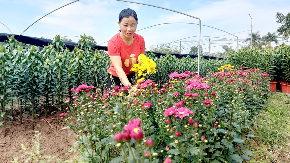 bắc giang, nông sản, thu hoạch, nông dân, nông thôn