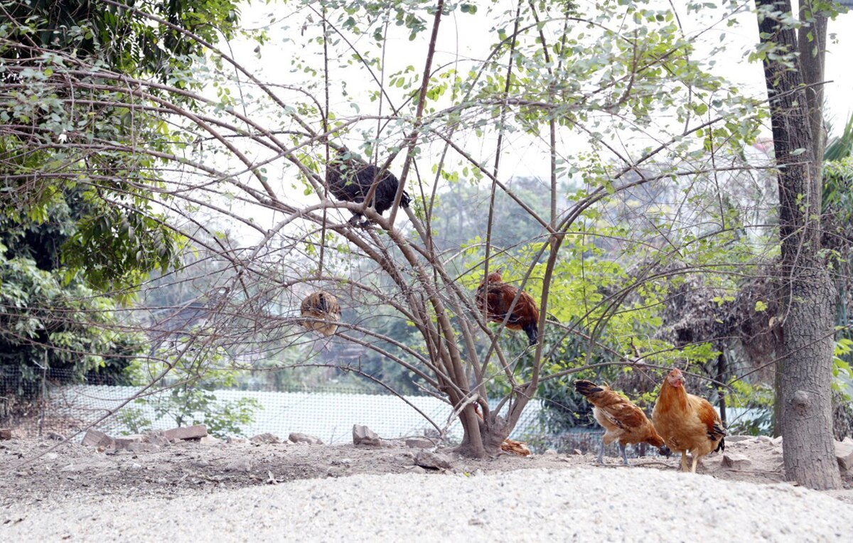 Gần Tết, gà H’Mông, hút khách, Tết Nguyên đán Giáp Thìn, Giáp Thìn, Nguyễn Văn Bách, TP Bắc Giang