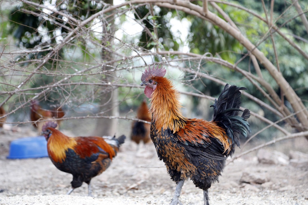 Gần Tết, gà H’Mông, hút khách, Tết Nguyên đán Giáp Thìn, Giáp Thìn, Nguyễn Văn Bách, TP Bắc Giang