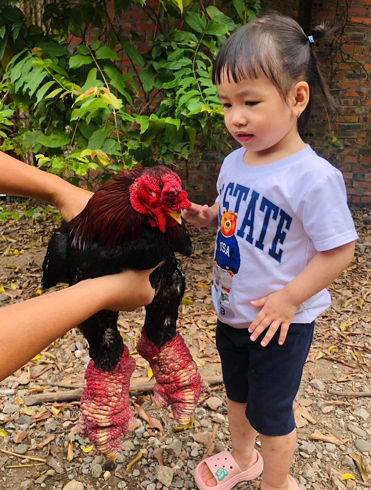 Gần Tết, gà H’Mông, hút khách, Tết Nguyên đán Giáp Thìn, Giáp Thìn, Nguyễn Văn Bách, TP Bắc Giang