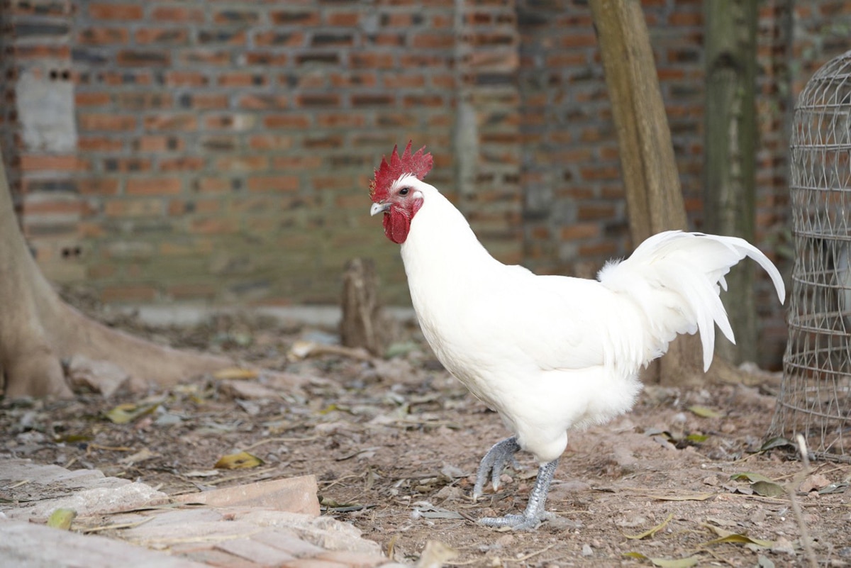 Gần Tết, gà H’Mông, hút khách, Tết Nguyên đán Giáp Thìn, Giáp Thìn, Nguyễn Văn Bách, TP Bắc Giang